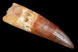 Spinosaurus Tooth - Best Large Spino Tooth We've Had! #106884-1